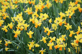 Narcissus 'Jetfire'