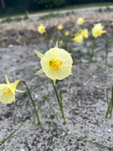 Narcissus 'Julia Jane'