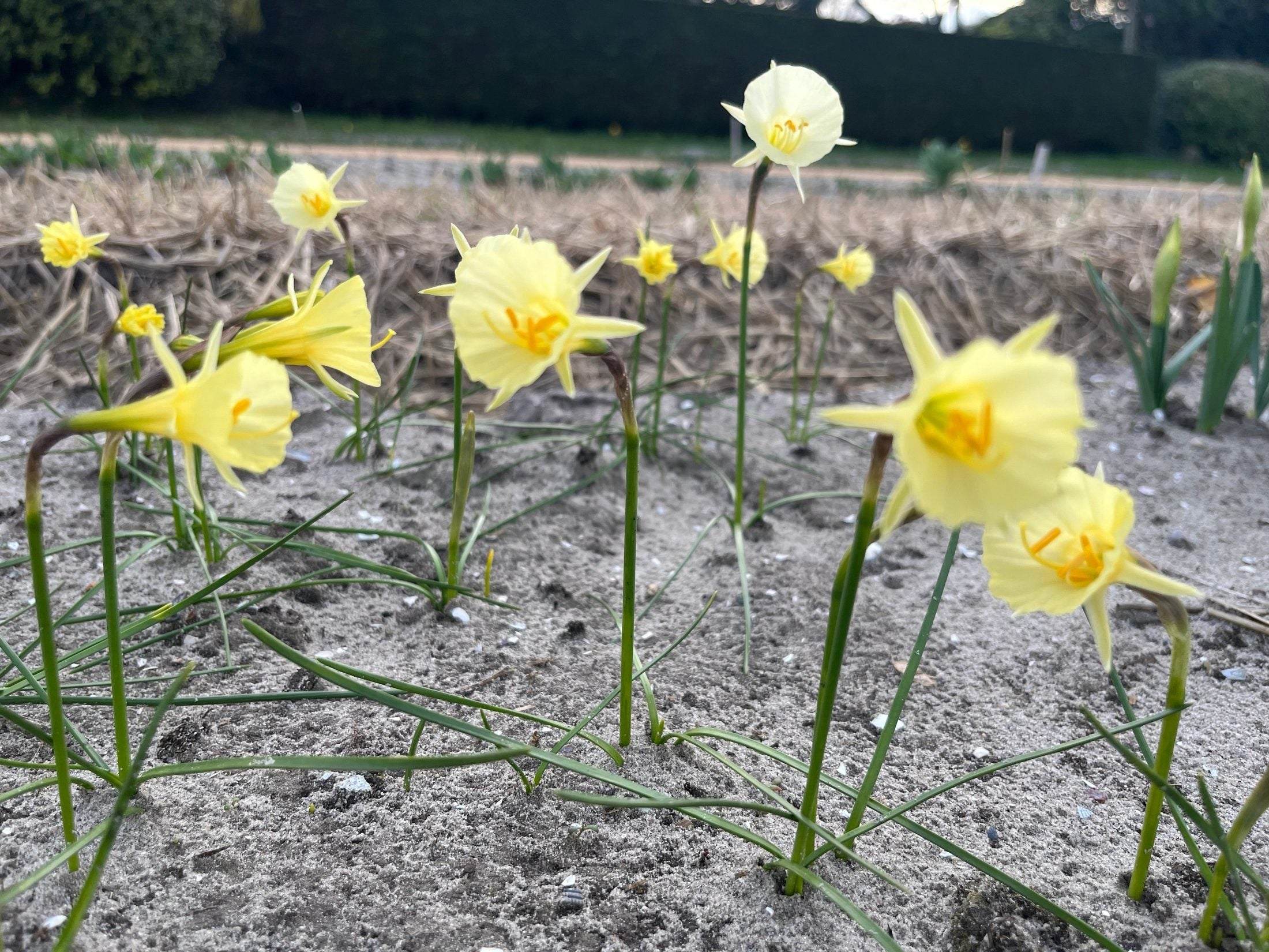 Narcissus 'Julia Jane'