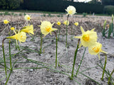 Narcissus 'Julia Jane'