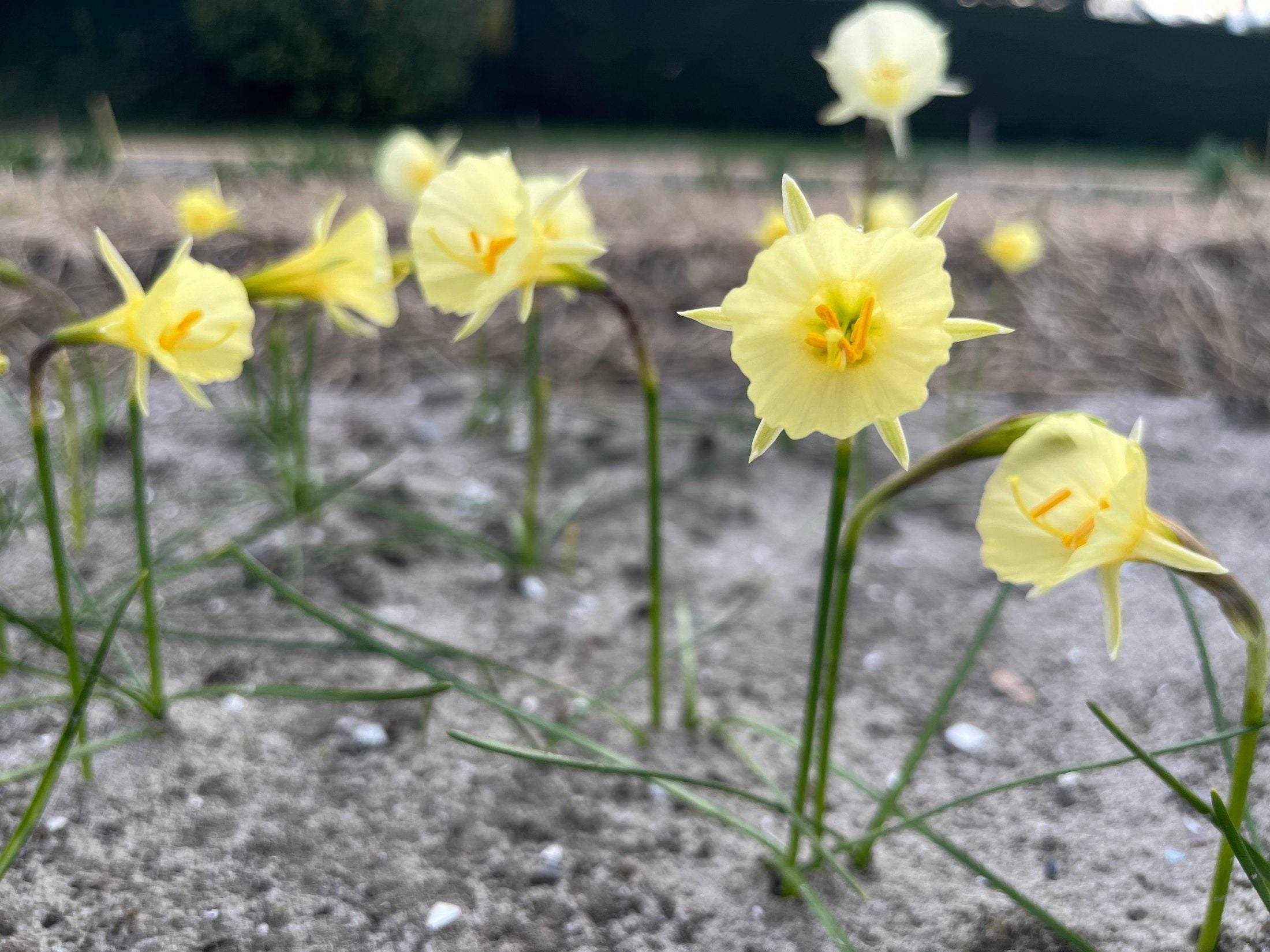Narcissus 'Julia Jane'