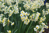 Narcissus 'Minnow'
