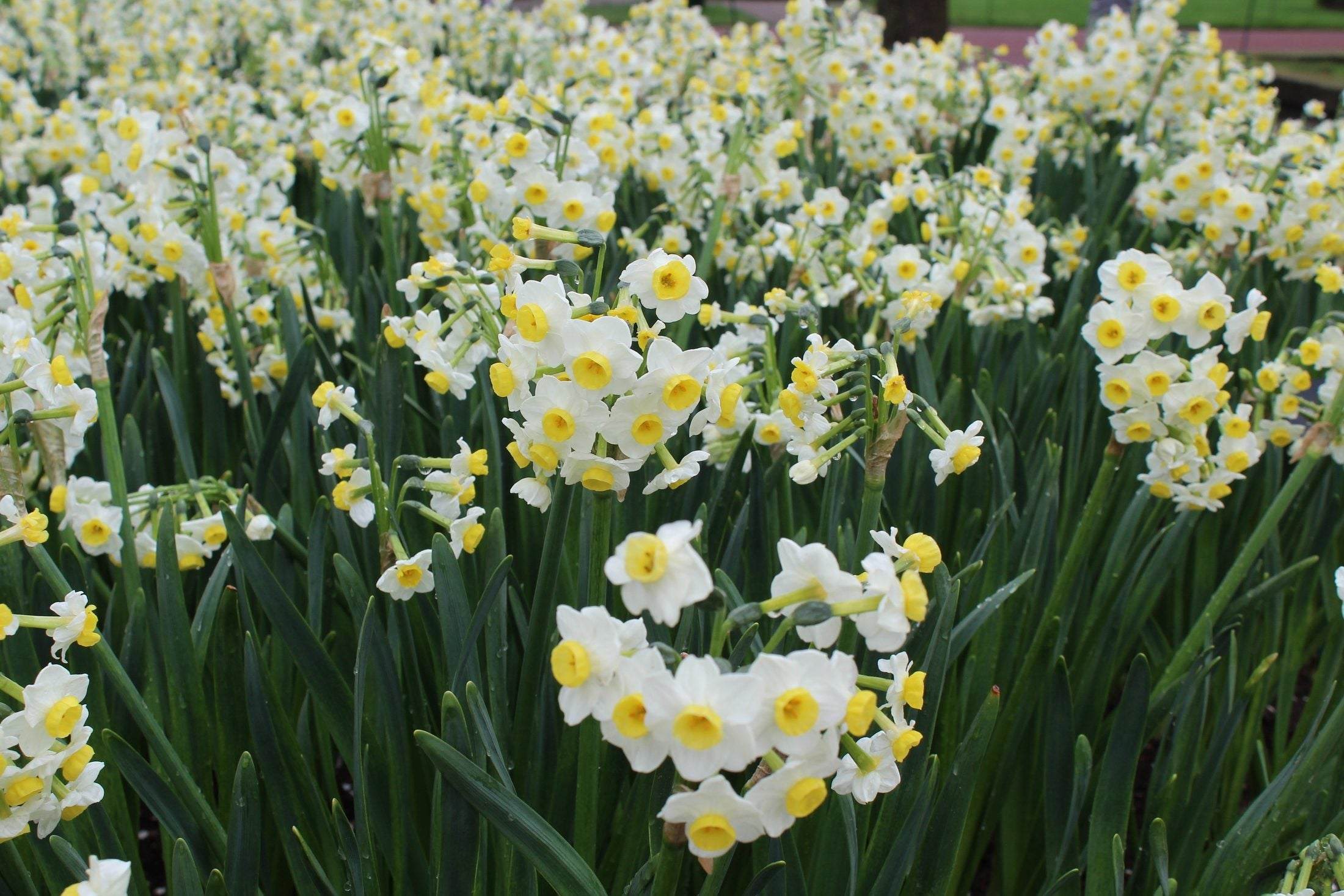Narcissus 'Minnow'