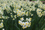 Narcissus 'Minnow'