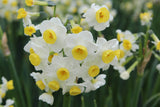 Narcissus 'Minnow'