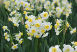 Narcissus 'Minnow'
