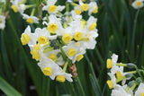 Narcissus 'Minnow'