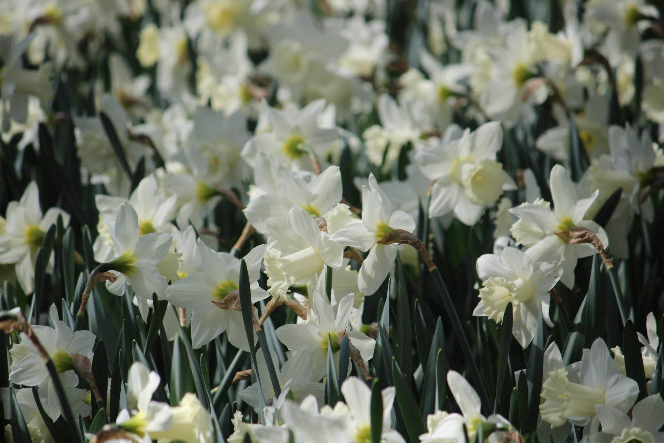 Narcissus 'Mount Hood'