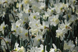 Narcissus 'Mount Hood'