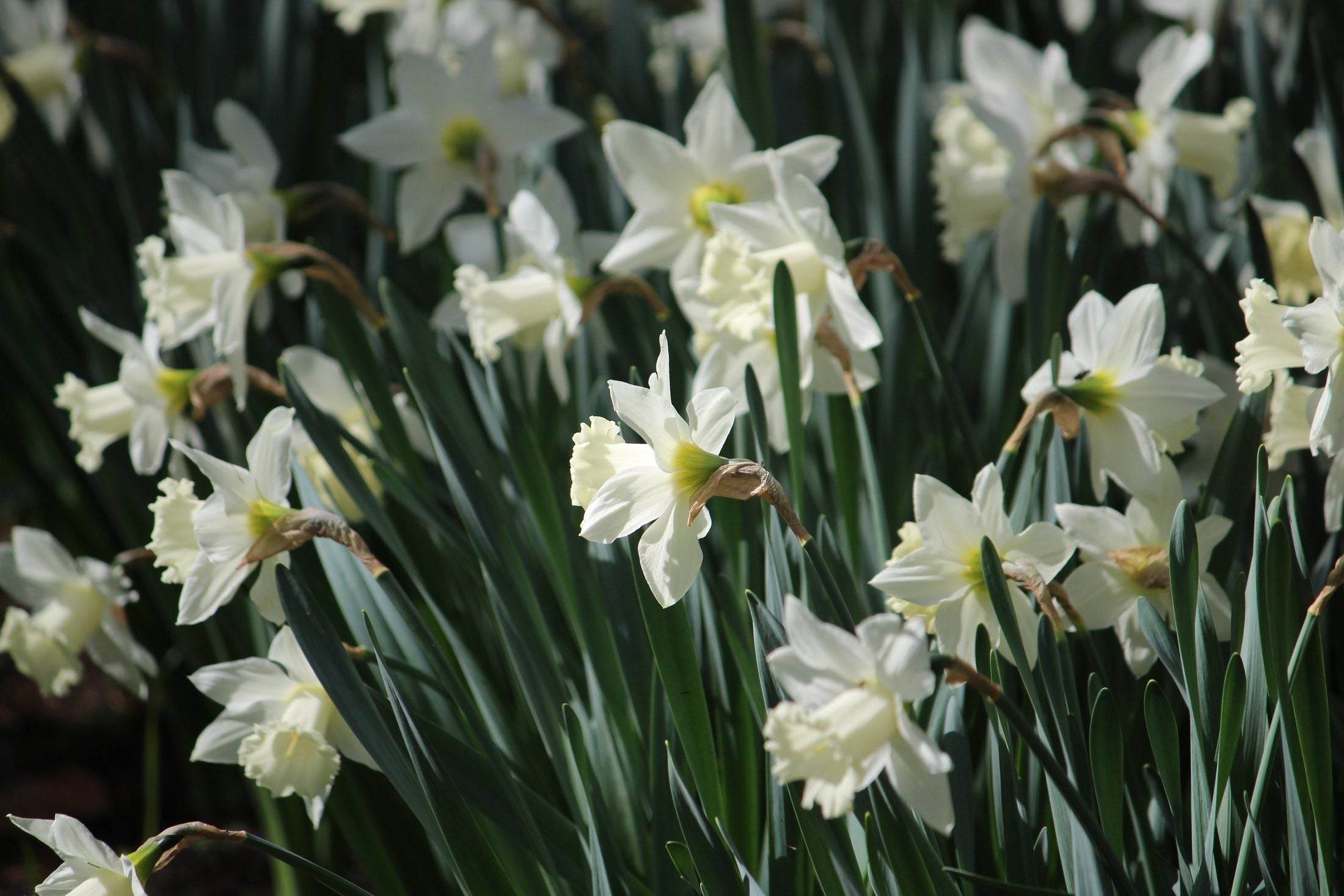 Narcissus 'Mount Hood'
