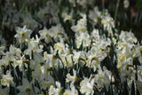 Narcissus 'Mount Hood'
