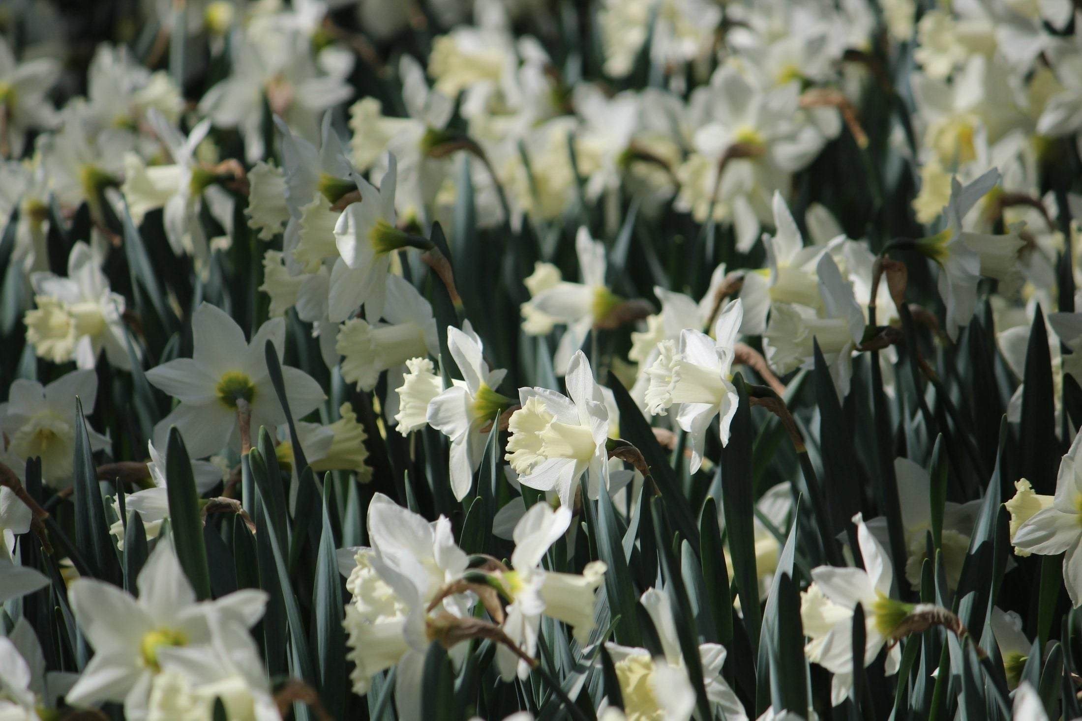 Narcissus 'Mount Hood'