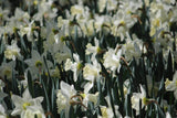 Narcissus 'Mount Hood'