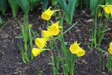 Narcissus 'Oxford Gold'