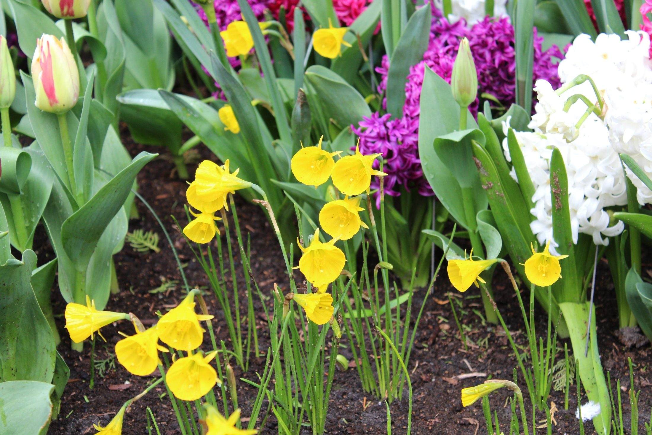 Narcissus 'Oxford Gold'