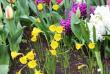 Narcissus 'Oxford Gold'