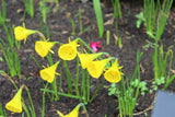 Narcissus 'Oxford Gold'
