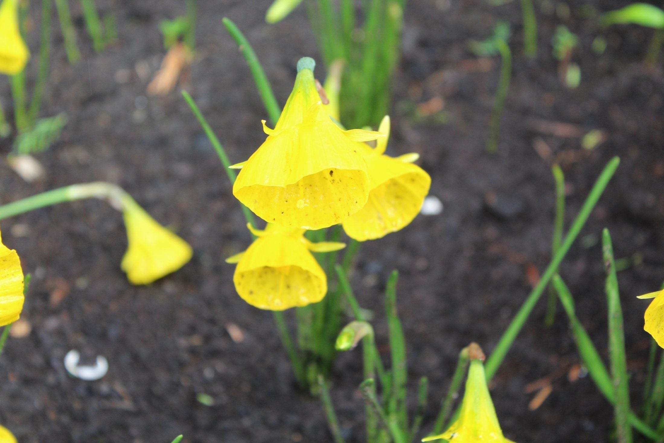 Narcissus 'Oxford Gold'