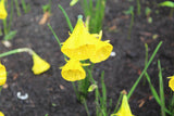 Narcissus 'Oxford Gold'