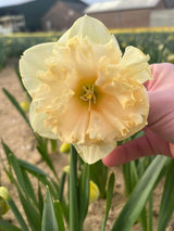 Narcissus 'Palmares'