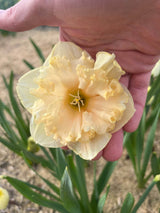 Narcissus 'Palmares'