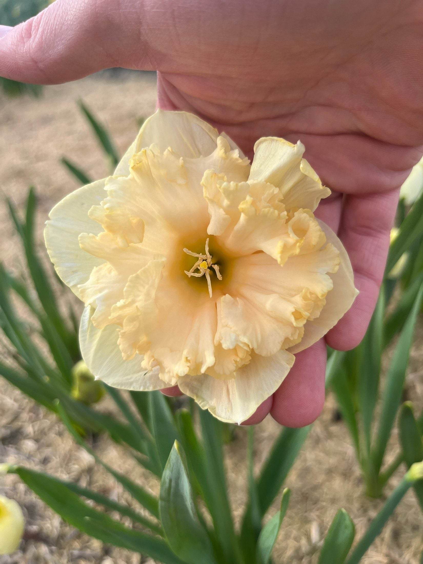 Narcissus 'Palmares'