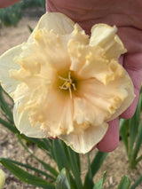Narcissus 'Palmares'