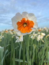 Narcissus 'Precocious'