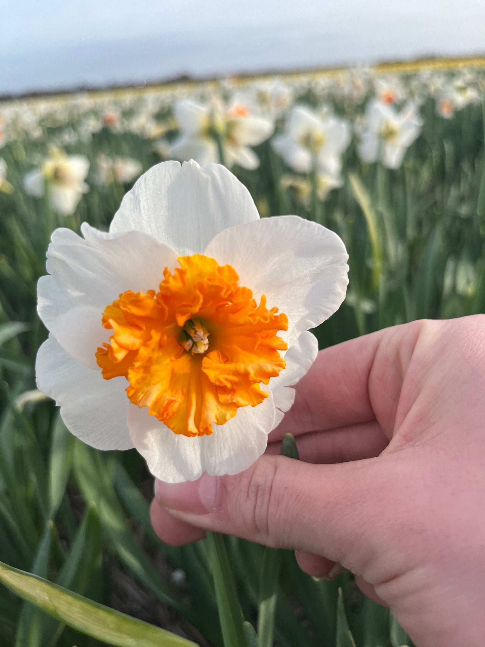 Narcissus 'Precocious'