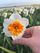 Narcissus 'Precocious'