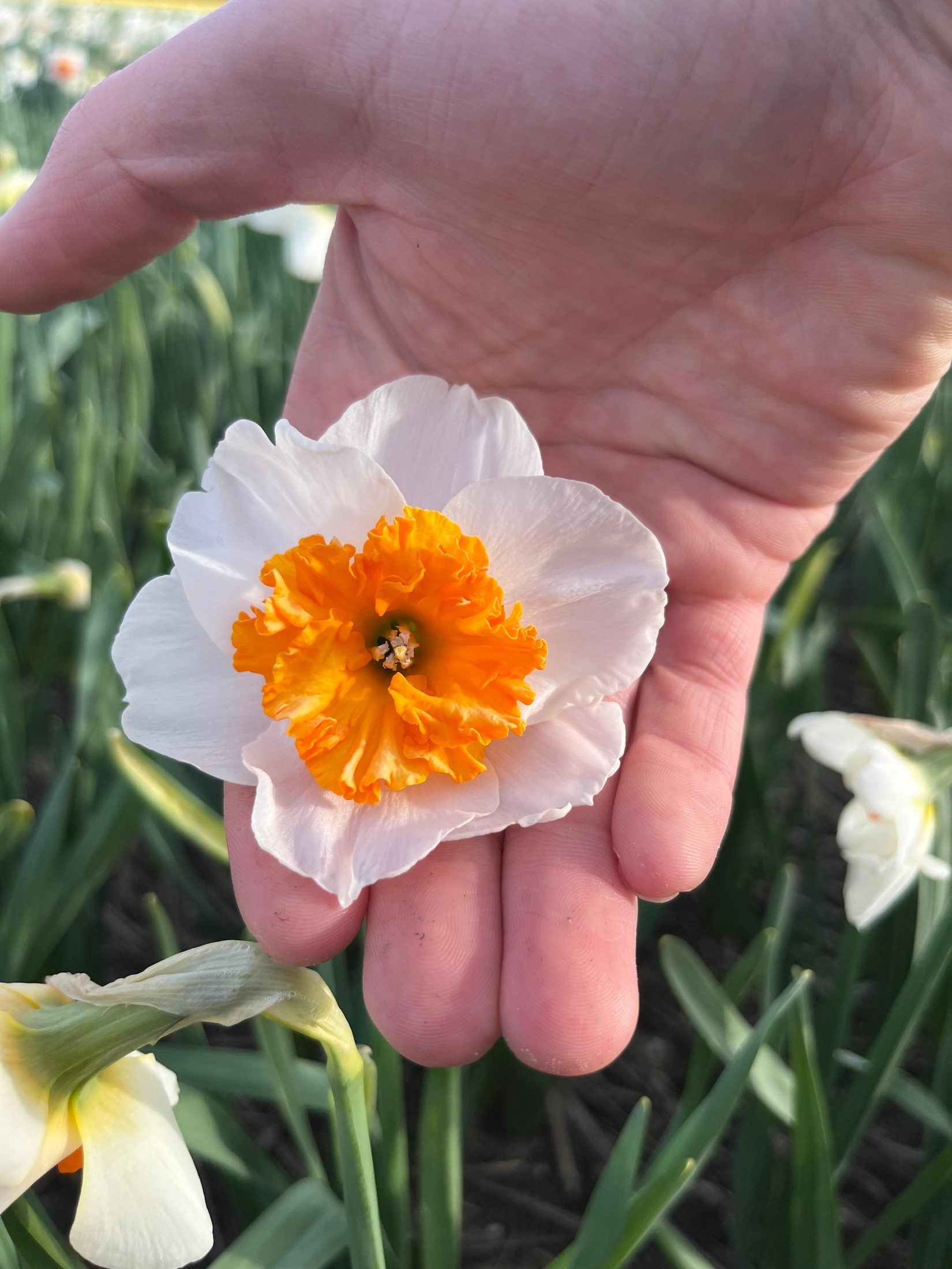 Narcissus 'Precocious'