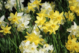 Narcissus 'Sailors's Choice'