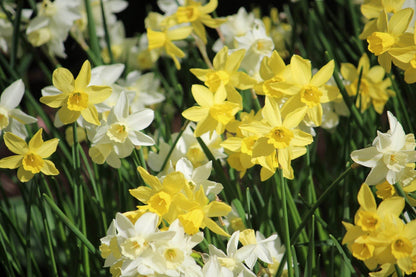 Narcissus 'Sailors's Choice'