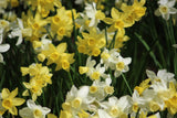 Narcissus 'Sailors's Choice'
