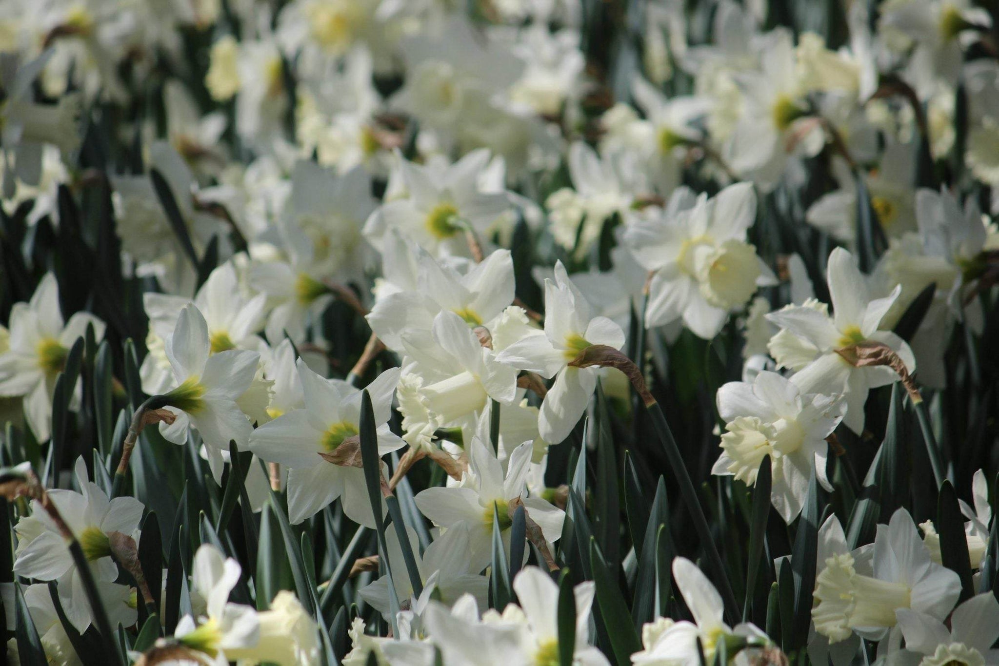 Narcissus Snow Baby (Ice Baby)