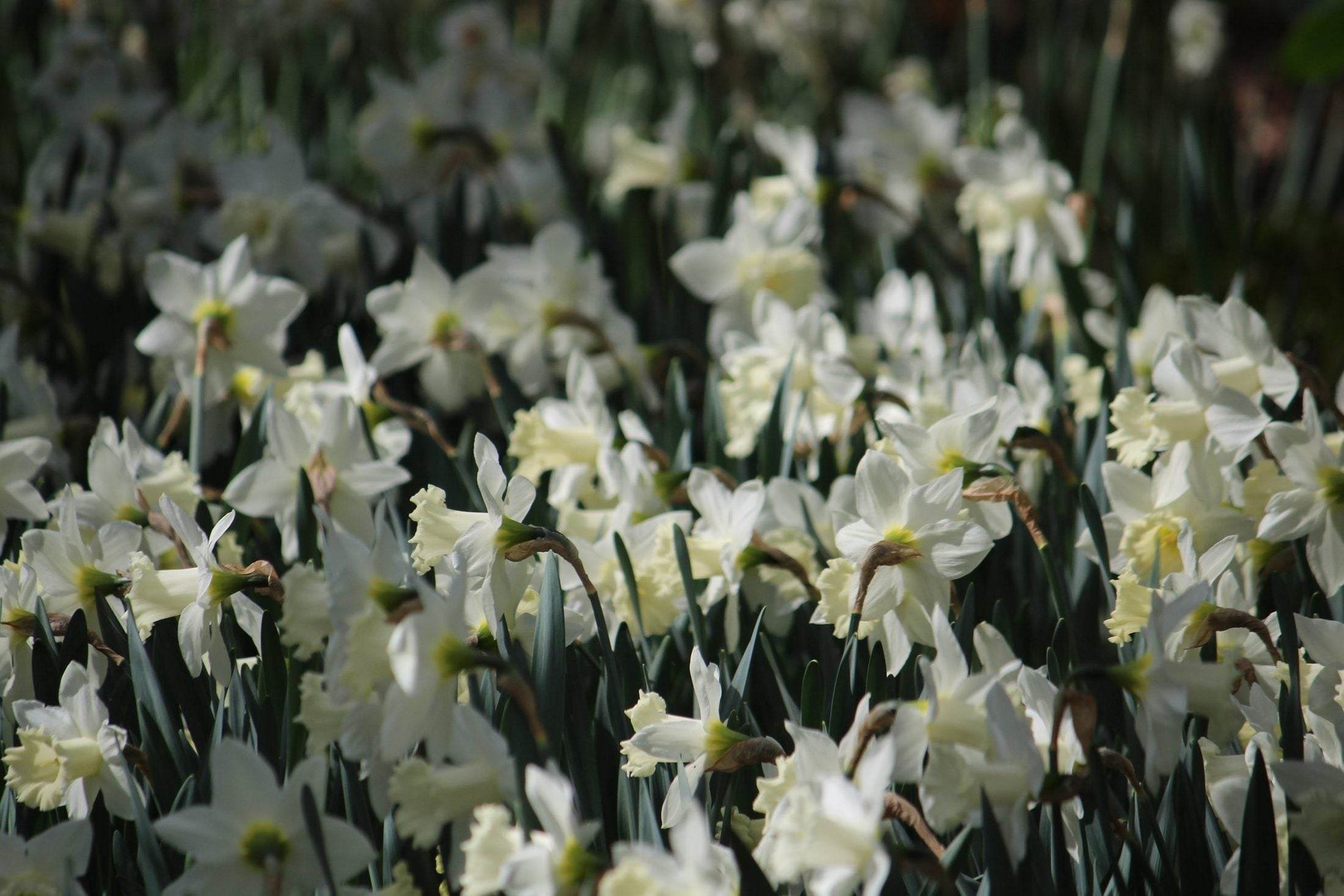 Narcissus_Snow_Baby_Ice_Baby