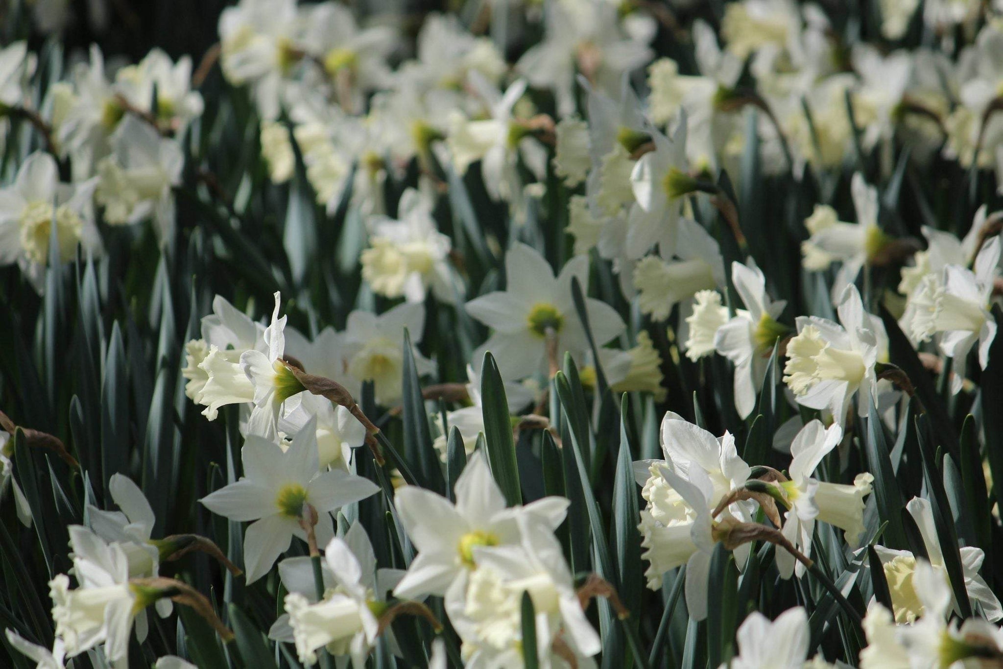 Narcissus_Snow_Baby_Ice_Baby
