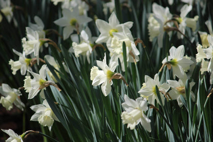 Narcissus_Snow_Baby_Ice_Baby
