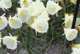 Narcissus 'Spoirot'