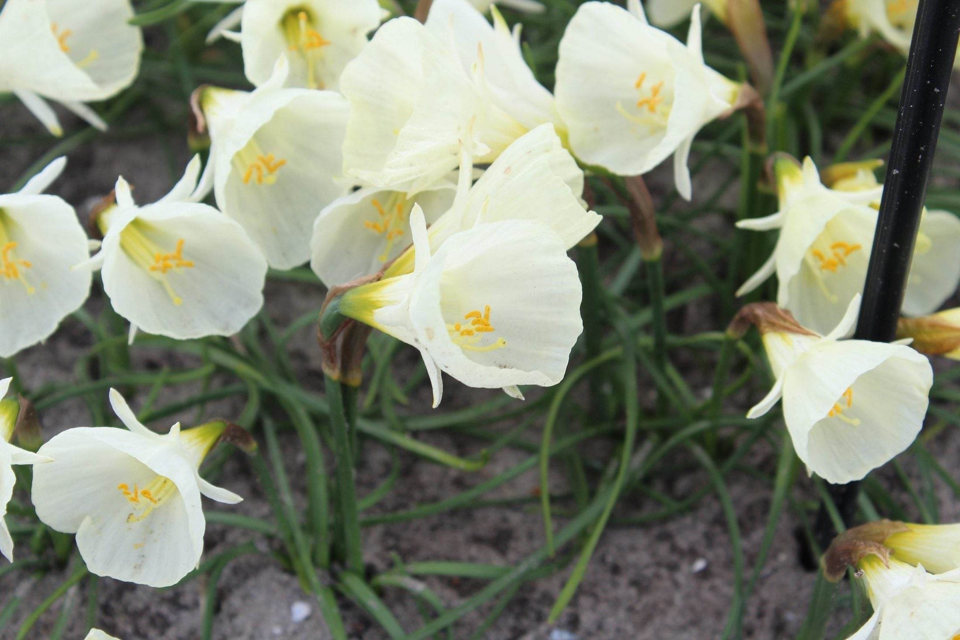 Narcissus 'Spoirot'