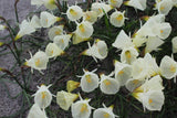 Narcissus 'Spoirot'