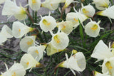 Narcissus 'Spoirot'