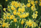 Narcissus 'Tête-à-Tête'