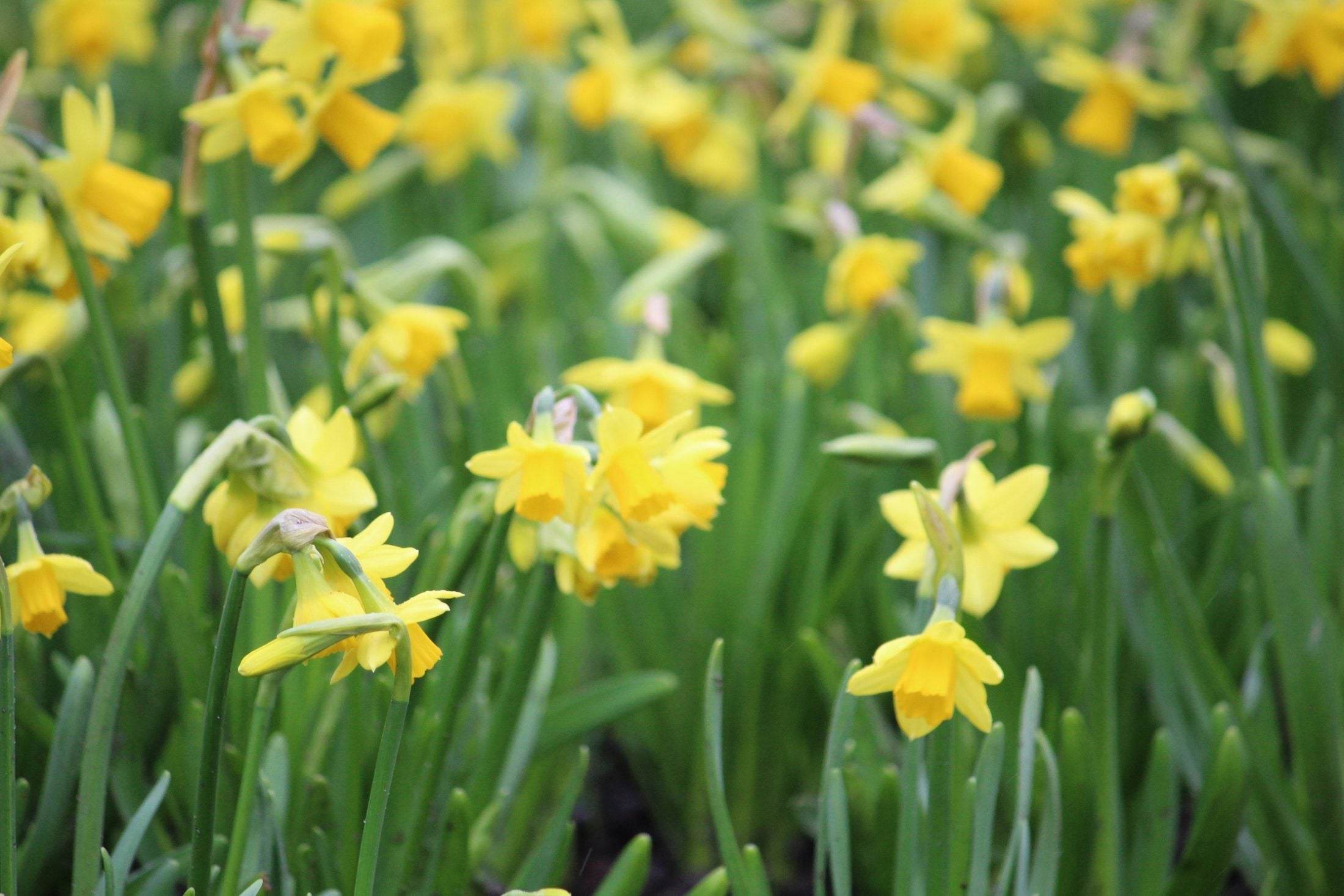 Narcissus 'Tête-à-Tête'