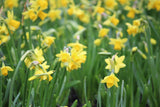 Narcissus 'Tête-à-Tête'