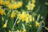 Narcissus 'Tête-à-Tête'