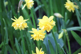 Narcissus 'Tête Deluxe'