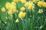 Narcissus 'Tête Deluxe'