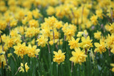 Narcissus 'Tête Deluxe'
