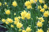 Narcissus 'Tête Deluxe'